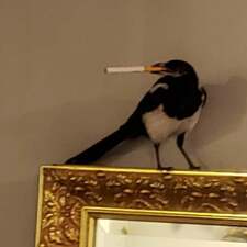 Magpie