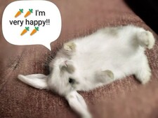 evilcarrot