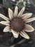 Eleni S...