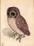 Owlie