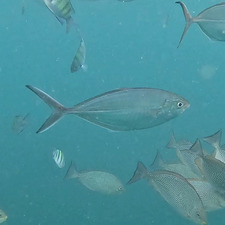 Pavithra Krishnaswamy