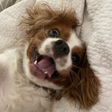 Tammy