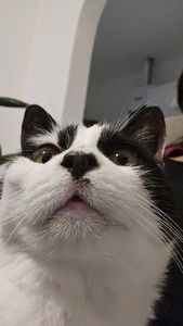 Jazmín