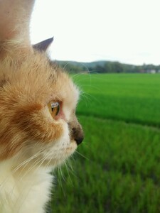 各務原 マイケル