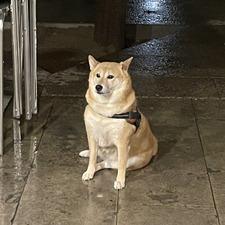 yan