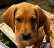 Isla