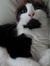 Lilli