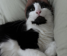 Lilli