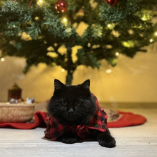 maia