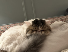 Christopher Fischetti