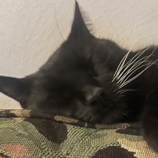 Leslie Small Spinoglio