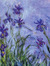 Iris Le...