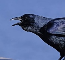 Corvus