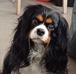 Milla