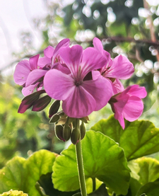 Geranium