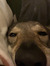 Zoey Ca...
