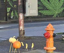 Carrie Collenberg-Gonzalez