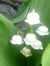 lieke