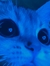 Odecat ...
