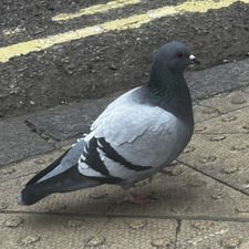 theurbanpigeon