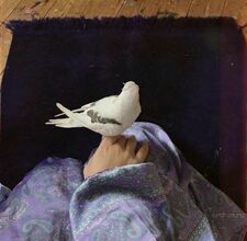 جهاد محمد الأمير