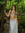 cypress celeste