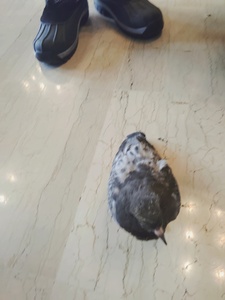 Samuel Patrick-Howard