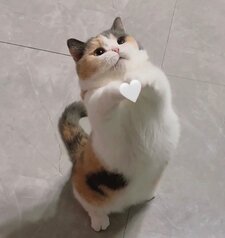 arylucy