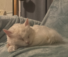 Rosie