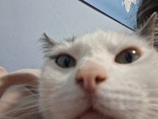 Alex