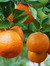 Clementine