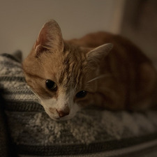 Jessy