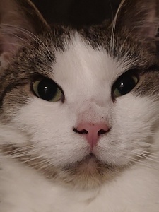 Katri