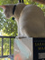 Sofía