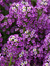 Alyssum