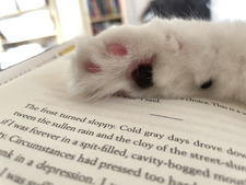 Ming’s shelfcontrol 