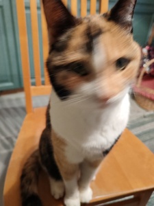 Elli