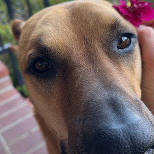 Hannah