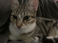 joão