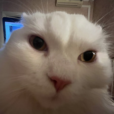 Kertu
