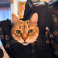 Scout Wilkinson-Cocks