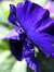 Anish