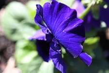 Anish