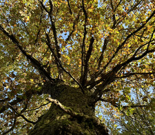 ✩𝓕𝓮𝓵𝓲𝔁 ✩