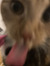 Felix