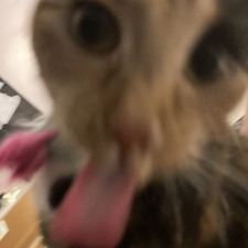 Felix