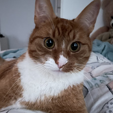Amber