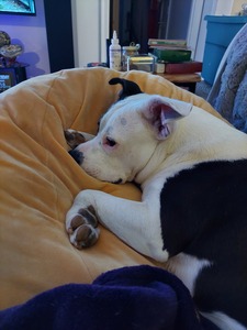 Amy