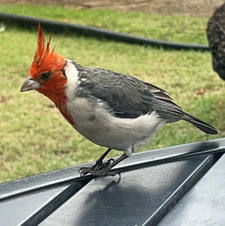 Kaleb thunderblunt529