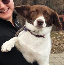 Stefana Orme-Iaschevici